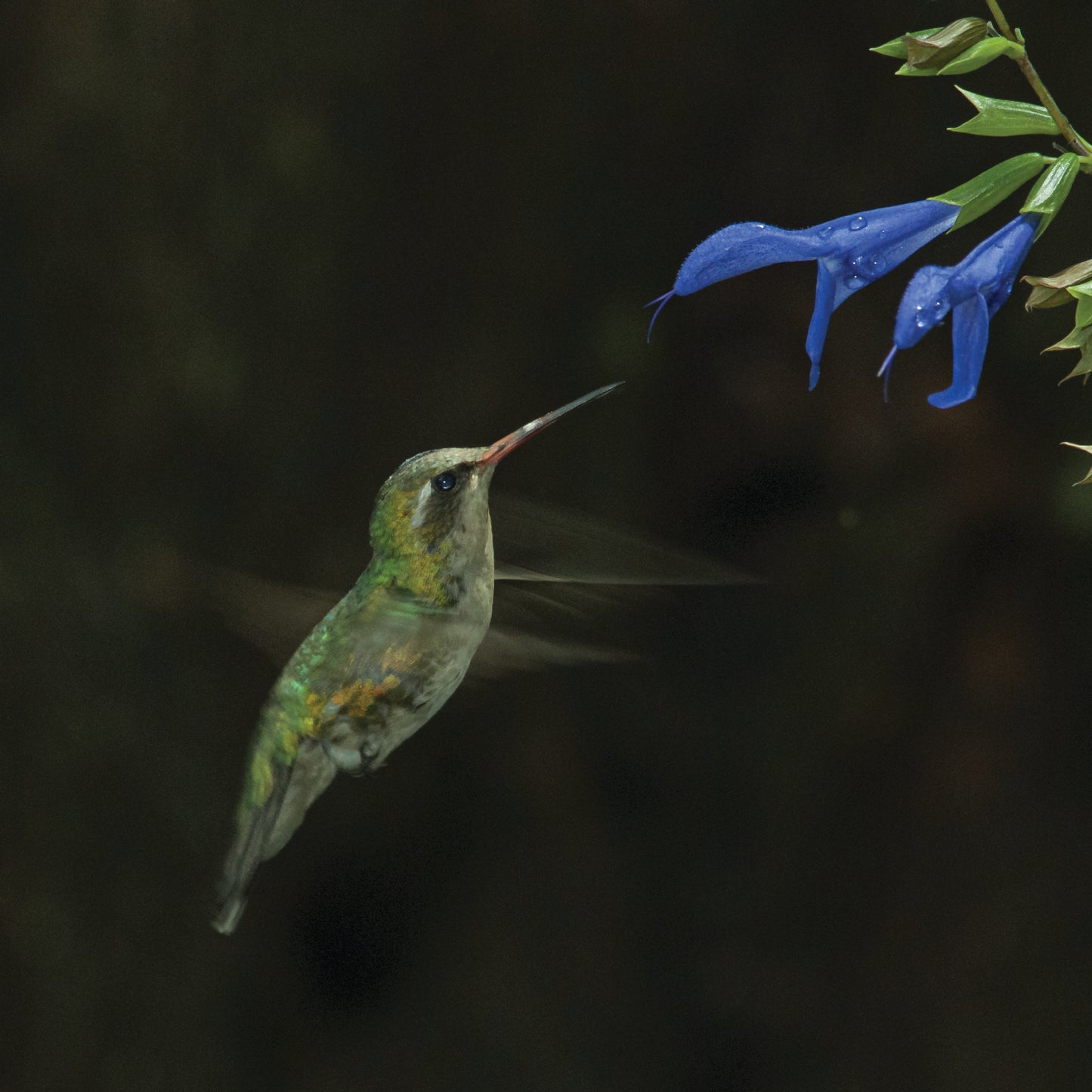 Colibri Azul Dantali Reserve