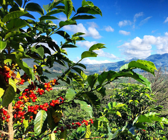 Guatemalan