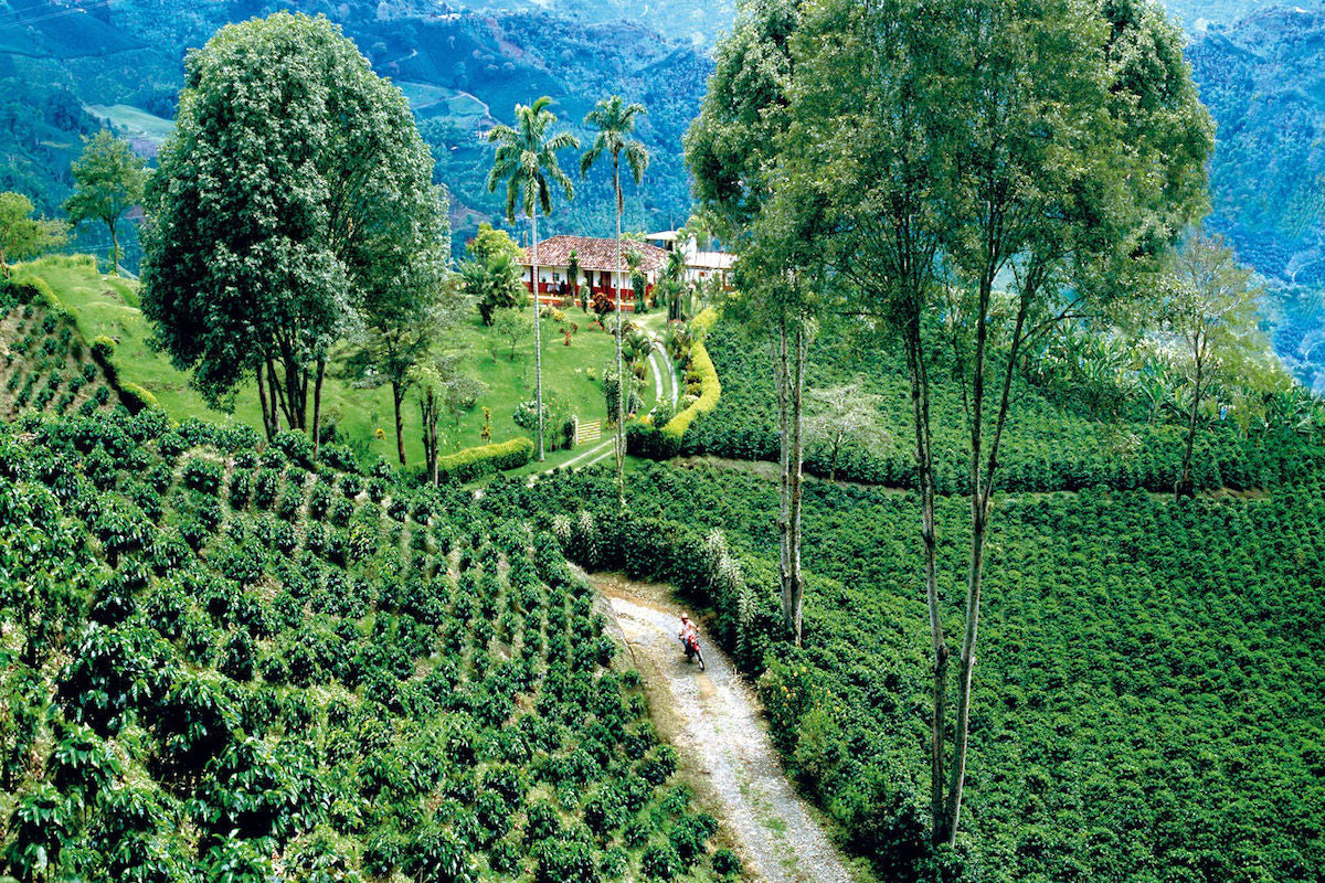 Colombian Rainforest Cold Brew