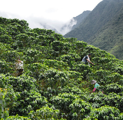 Colombian Supremo