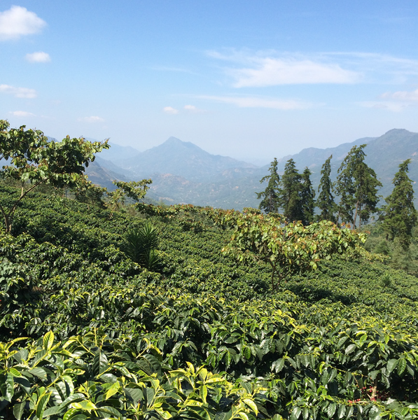 Sumatra Gayo